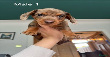 Miniature Dachshund dogs ‼️ READY NOW‼️ Miniature smooth hair dachshund - Advert 13