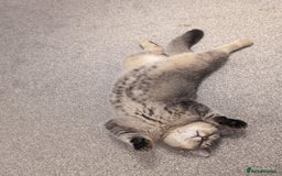 British Shorthair cats for sale: 2 x male BSH brothers - Image 4