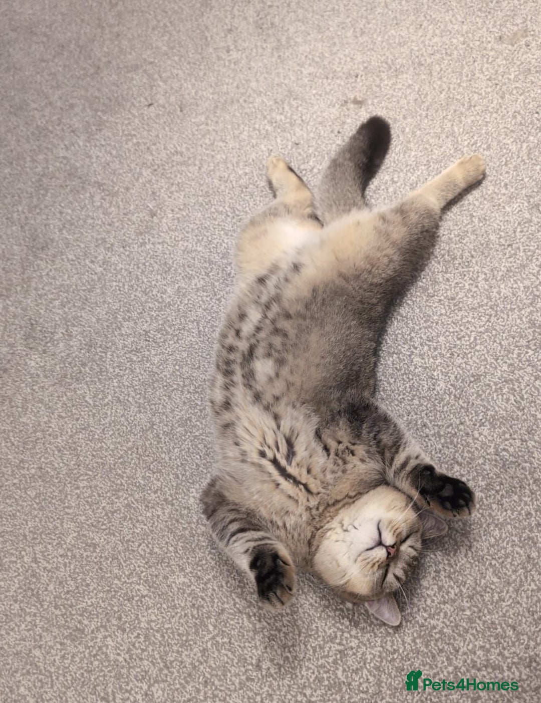 British Shorthair cats for sale: 2 x male BSH brothers - Image 4