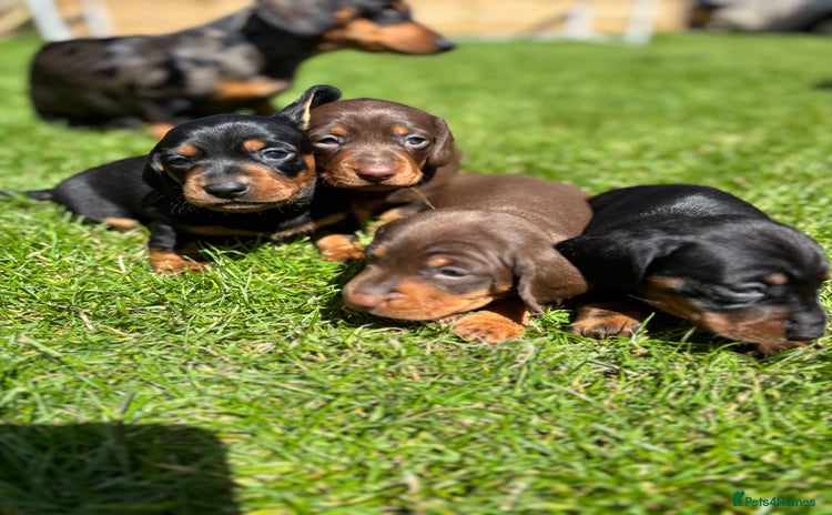 Dachshund dogs - Advert 16