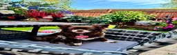 Chihuahua dogs for sale: 💙🤎Unique KC LC Chocolate Chihuahuas, 2 Boys🤎💙 - Advert 10