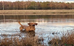 Labrador Retriever dogs for stud: Fox red Labrador for stud  - Image 1