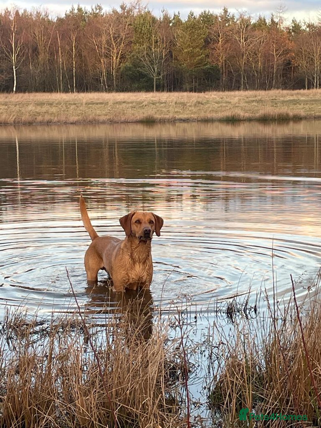 Labrador Retriever dogs for stud: Fox red Labrador for stud  - Image 1