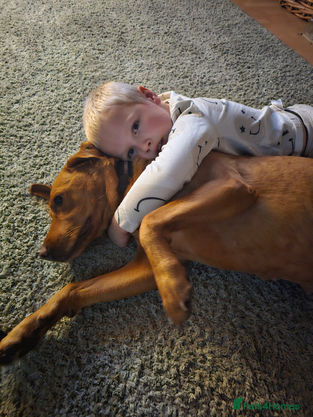 Labrador Retriever dogs for sale: Fox red lab bitch 6 months old. - Advert 2