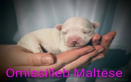 Maltese dogs for sale: Gorgeous KC pedigree Maltese puppy reduced price - Image 20