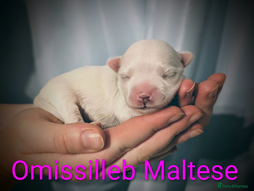 Maltese dogs for sale: Gorgeous KC pedigree Maltese puppy reduced price - Image 20