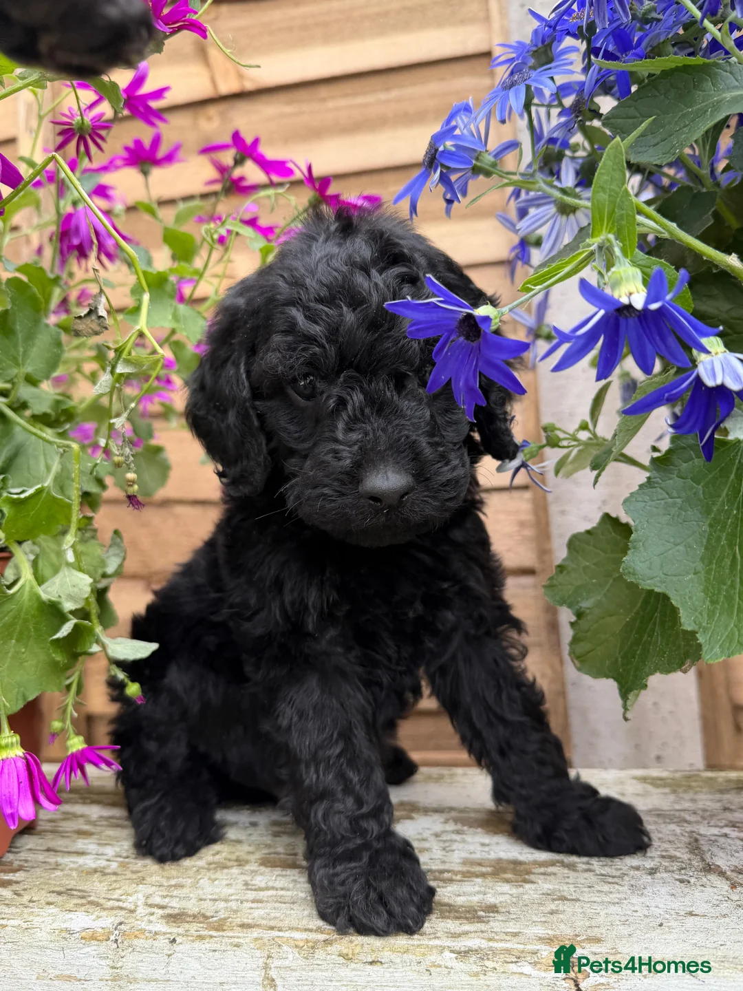 Australian Labradoodle dogs for sale: Australiann type labradoodles mini / medium  in Radlett - Advert 14