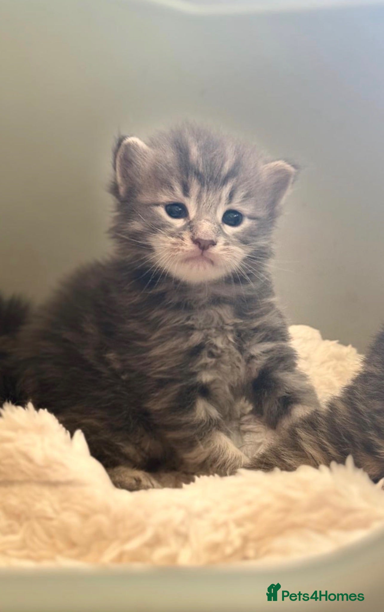 Maine Coon cats Adorable full breed Mainecoon boys ready 28th sep - Advert 5