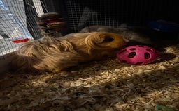 Guinea Pig rodents for sale: Two girls ‘ ivy and iris  - Image 7