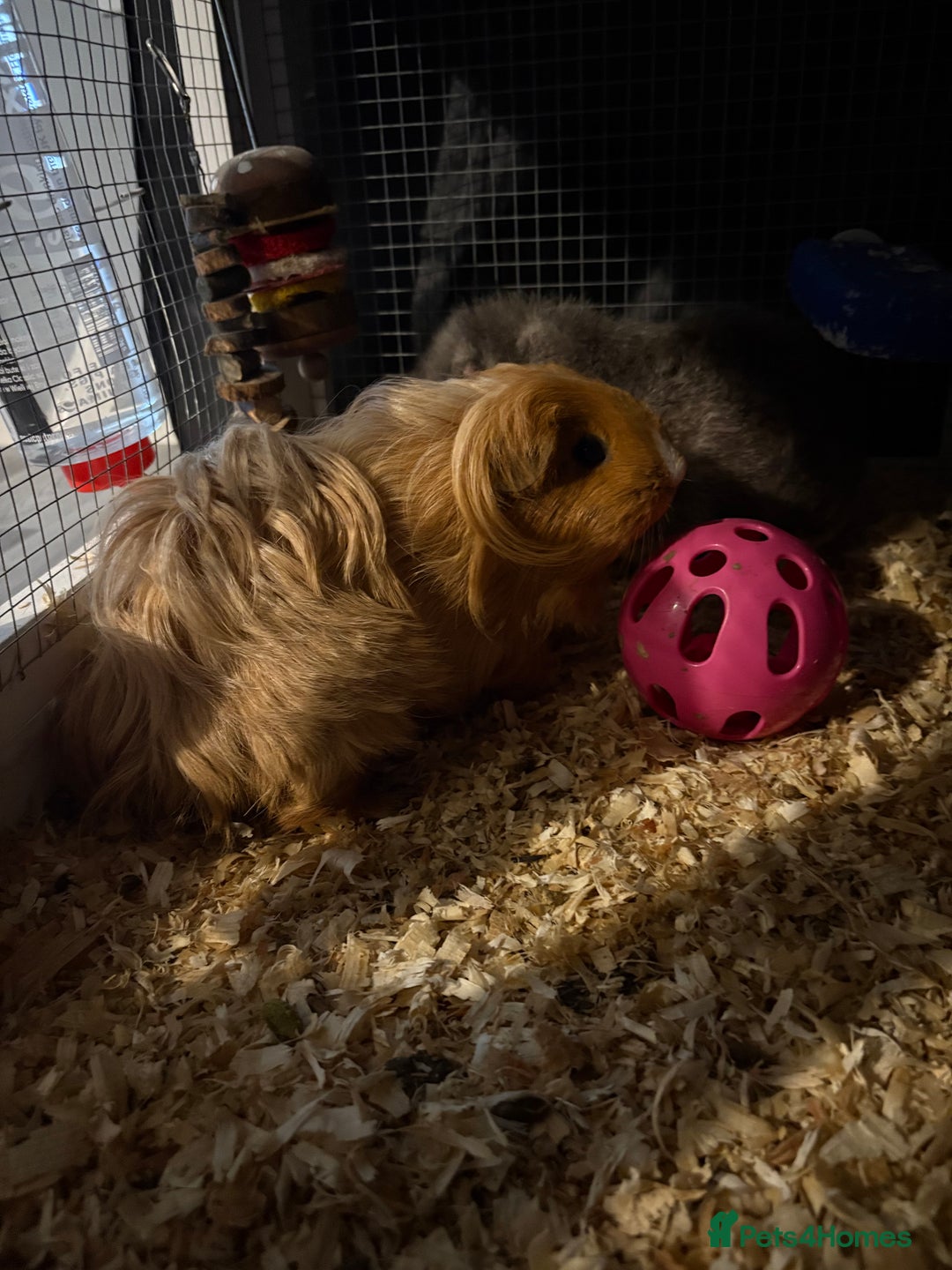 Guinea Pig rodents for sale: Two girls ‘ ivy and iris  - Image 7
