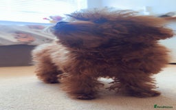Toy Poodle dogs for sale: Asian Toy Poodle (VERY SMALL) - Image 6