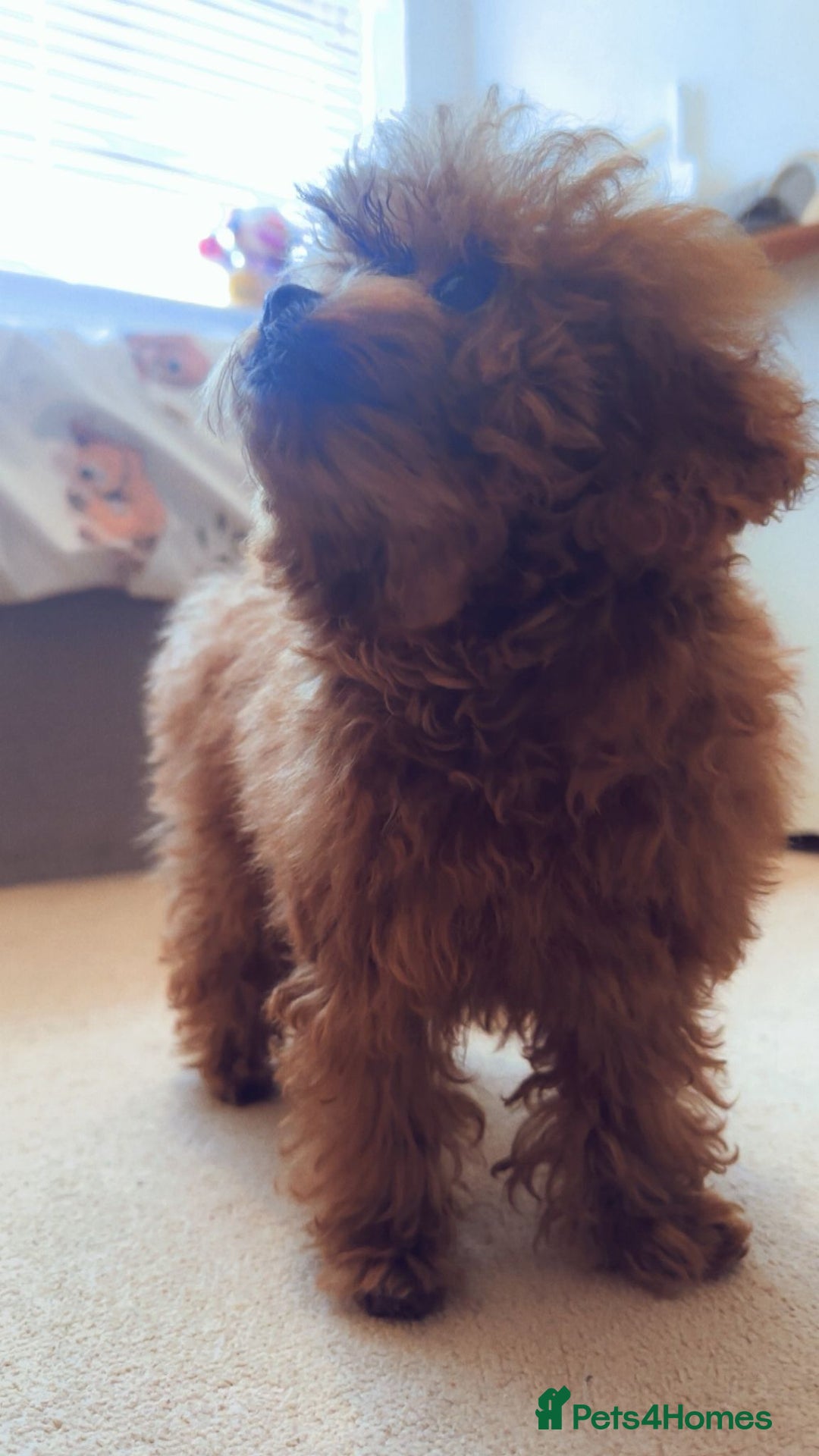 Toy Poodle dogs for sale: Asian Toy Poodle (VERY SMALL) - Image 6