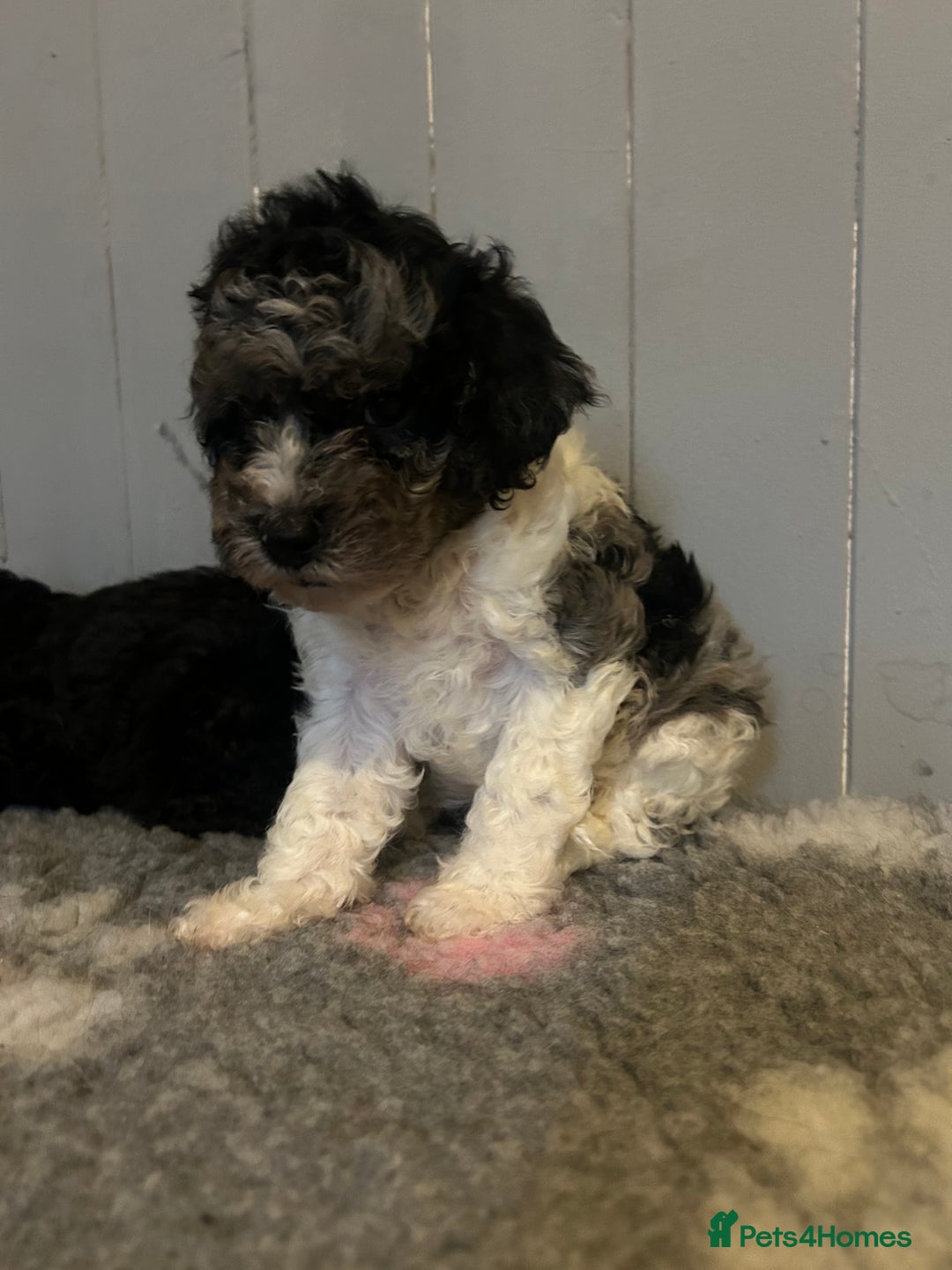 Cavapoo dogs for sale: Health tested f1b Cavapoo puppies  - Advert 3