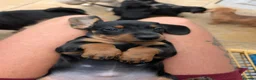 Dachshund dogs for sale: LET DOWN ON LAST PUPPY DACHSHUND  - Advert 5