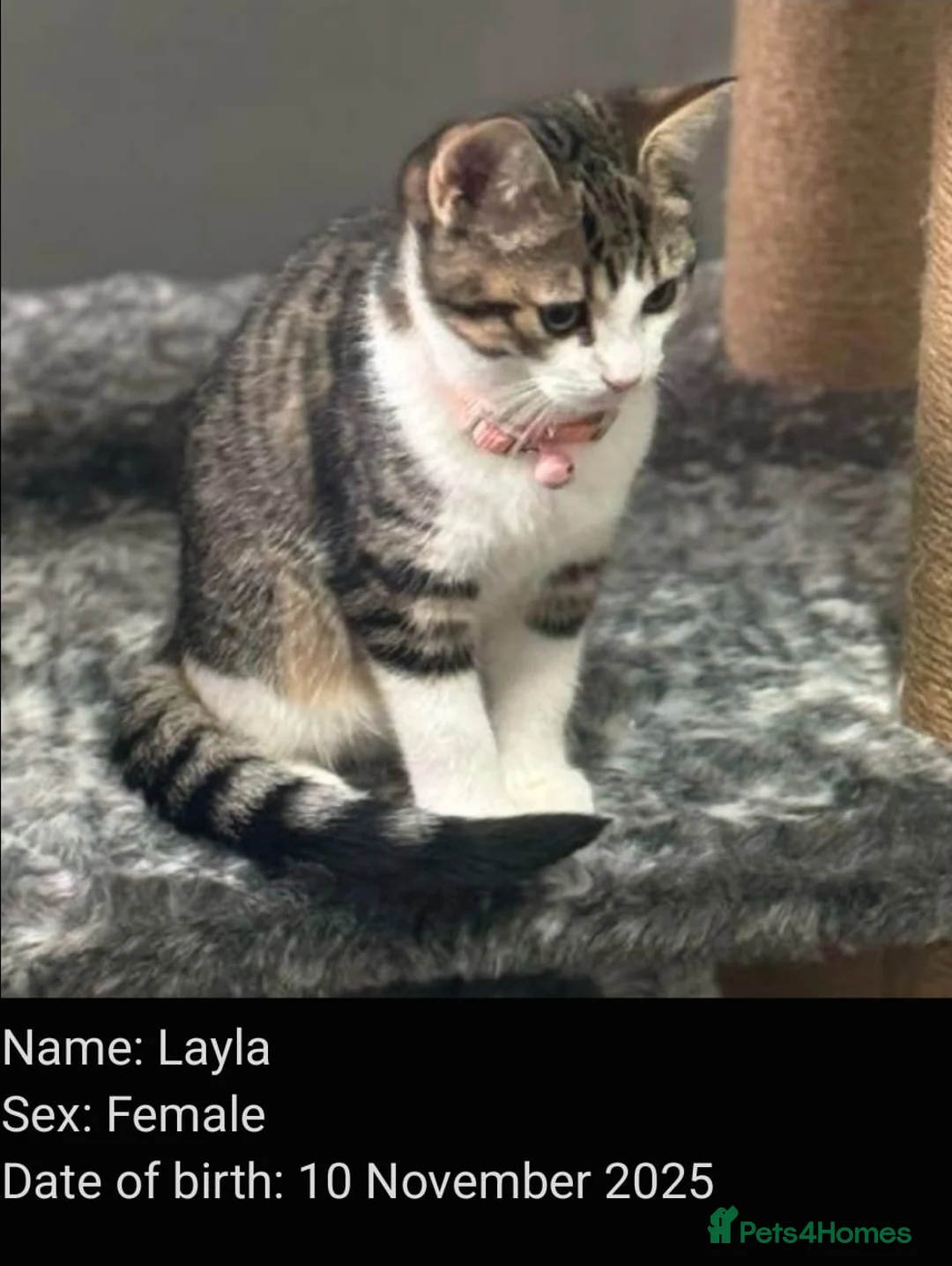 Mixed Breed cats for adoption: Bonded pair of rescue kittens ready for home - Advert 12