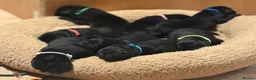 Labrador Retriever dogs for sale: KC Registered Black Labradors 🐾 in Guisborough - Advert 14