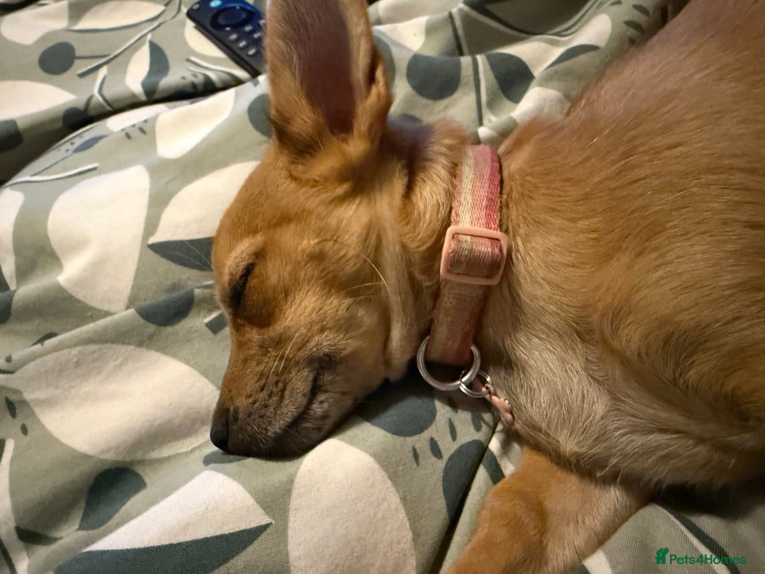 Chihuahua dogs for sale: Chihuahua pup - Image 2