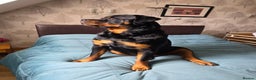 Rottweiler dogs for sale: Dexter, Rottweiler - Advert 6