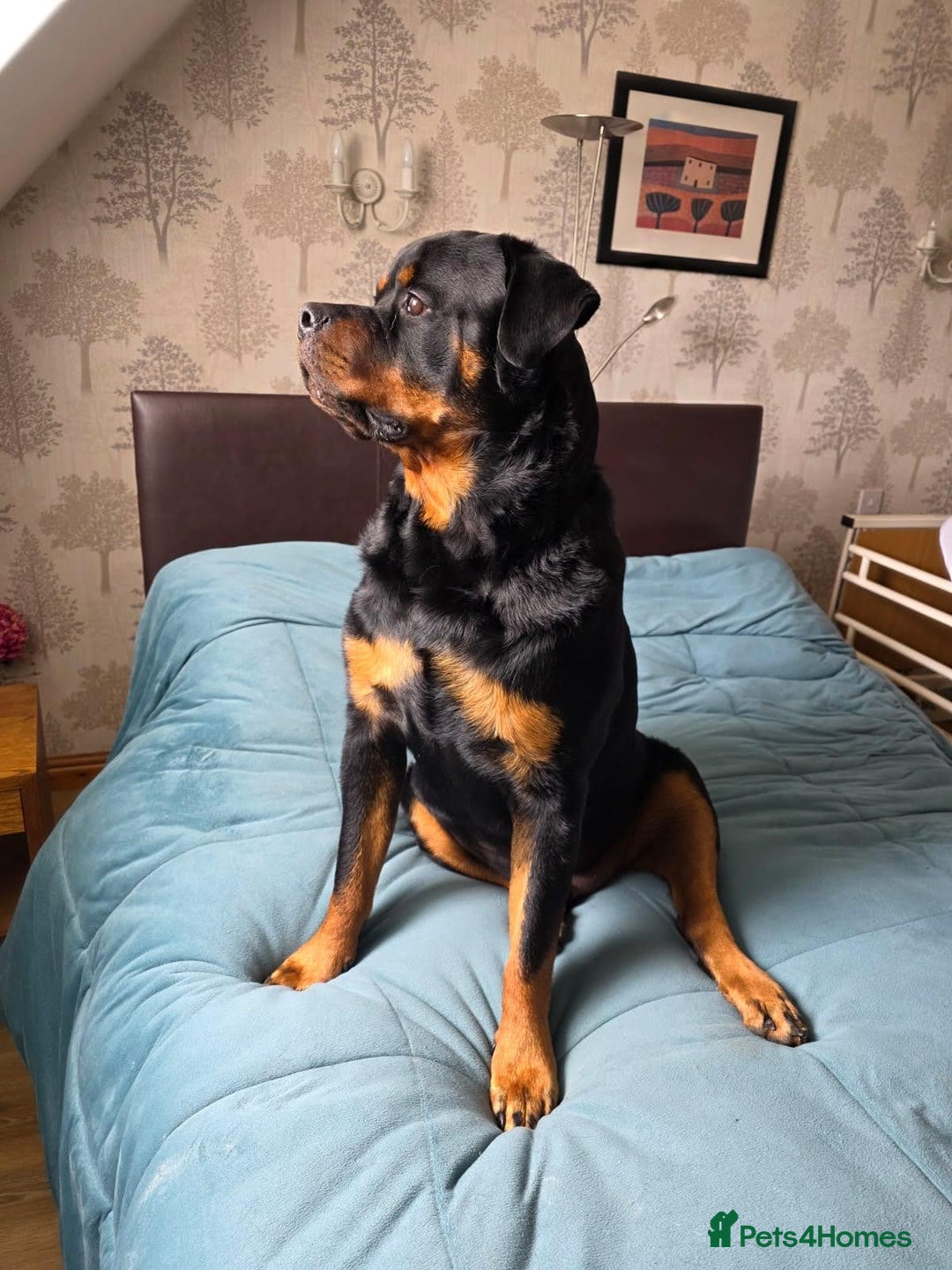 Rottweiler dogs for sale: Dexter, Rottweiler - Image 6