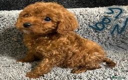 Cavapoo dogs for sale: Cavapoo puppies 🐶 FULLY HEALTH TESTED✅️  - Image 3