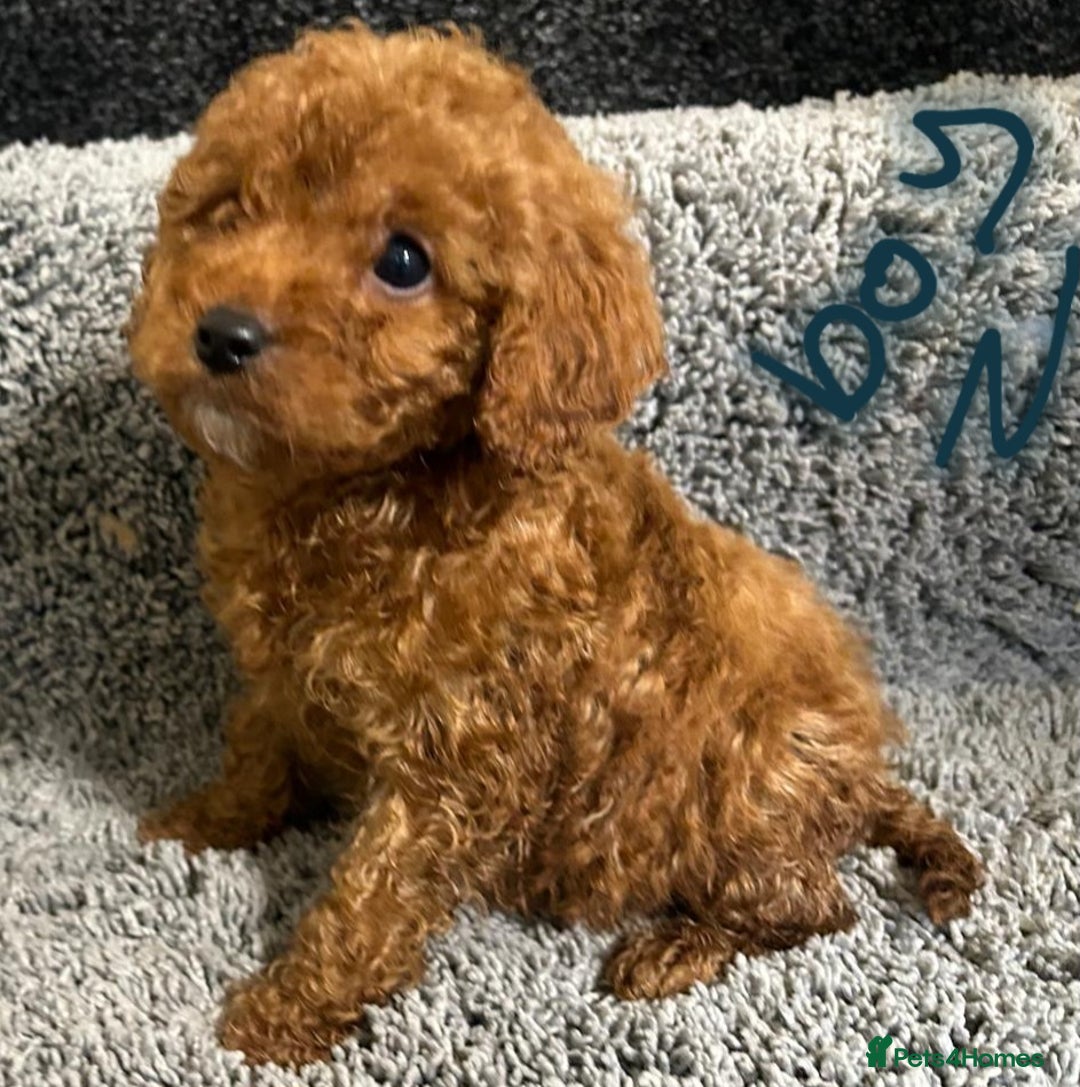 Cavapoo dogs for sale: Cavapoo puppies 🐶 FULLY HEALTH TESTED✅️  - Image 3