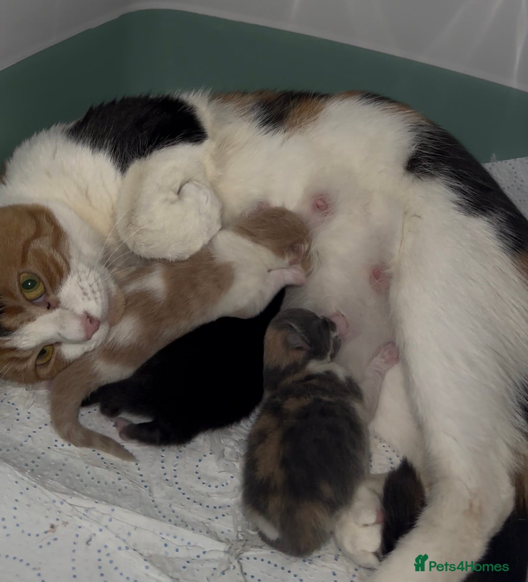 British Shorthair cats for sale: Looking for new home!!! - Advert 15