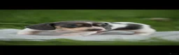 Dachshund dogs for sale: Miniature Cream Smooth Dachshunds Ready Now - Advert 8