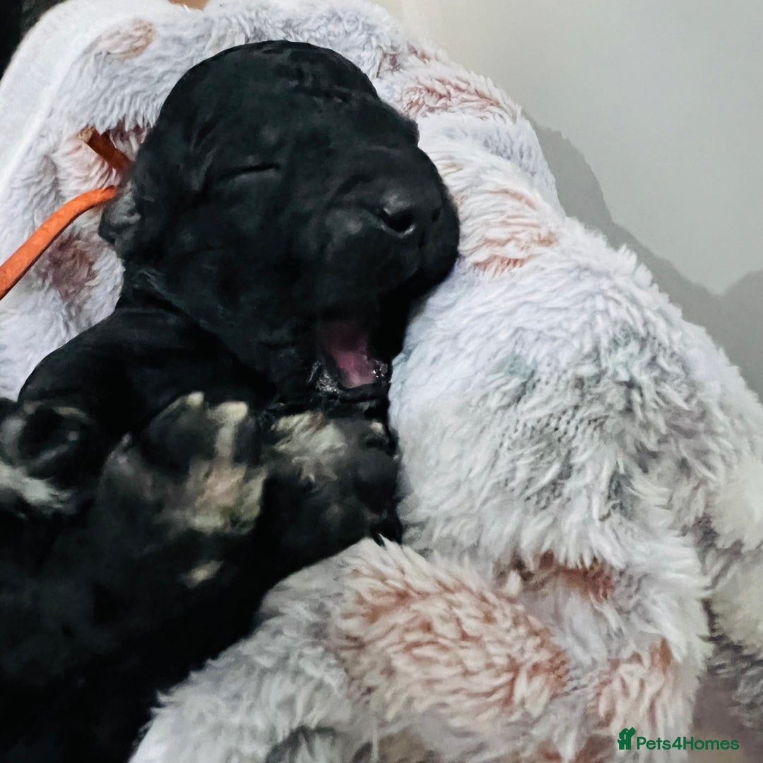 Cockapoo dogs for sale: Beautiful Cockapoo Puppies – 6 Boys & 2 Girls - Advert 15