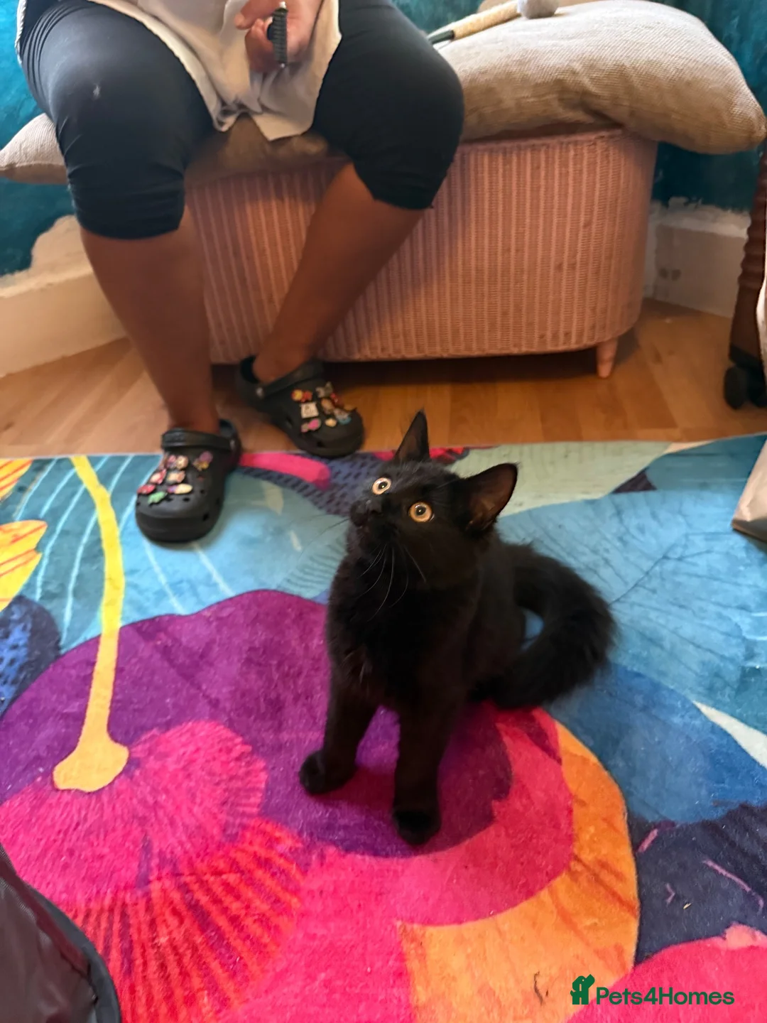 Mixed Breed cats for sale: 🖤 Beautiful 5-Month-Old Black Long-Haired Kitten  - Advert 9