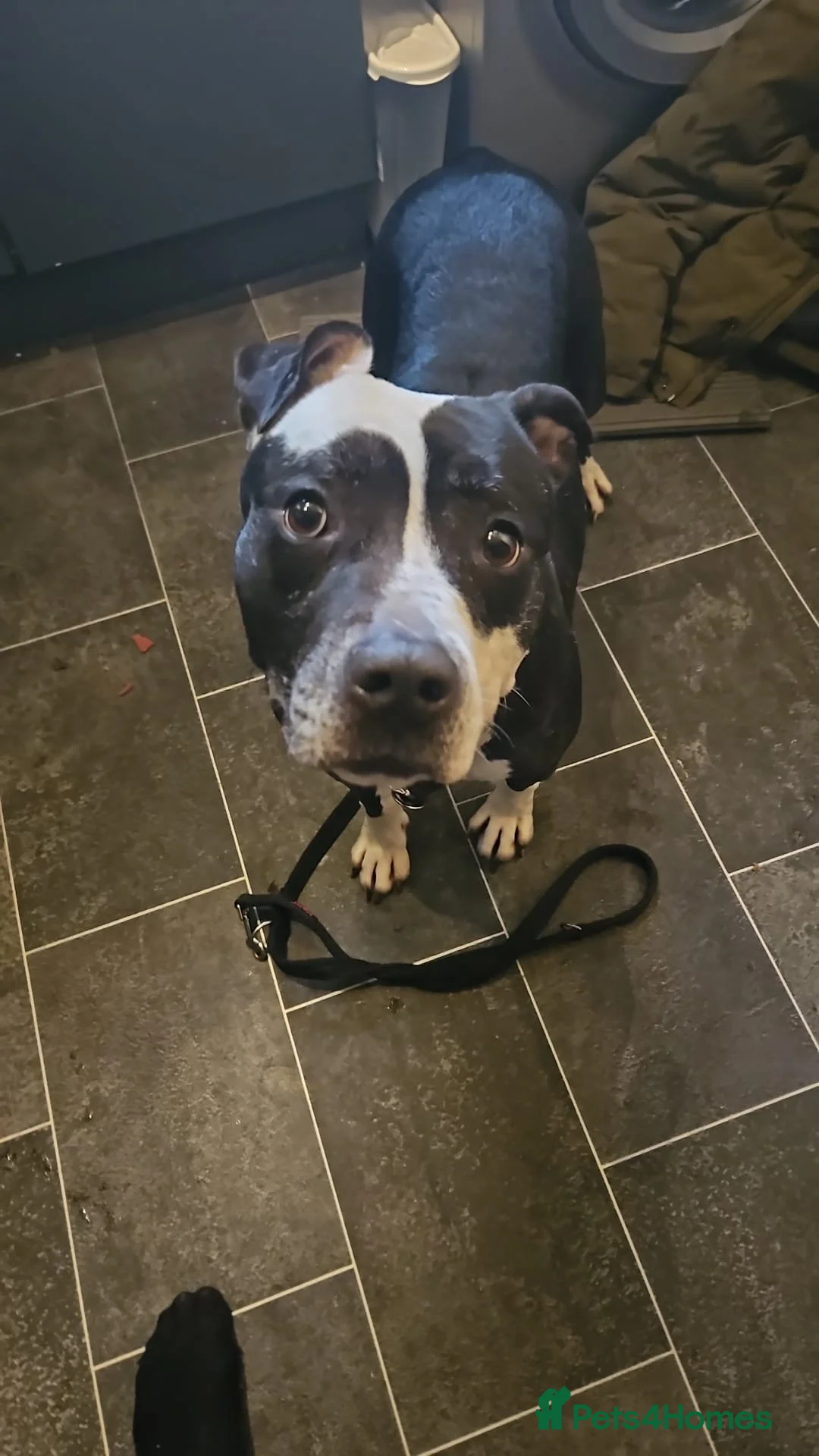 Mixed Breed dogs for adoption: URGENT FOSTER HOME 🏠 🚨 ‼️ 🆘  - Advert 12