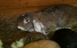 French Lop rabbits for sale: PURE Giant French Lops - Vaccinated - RESERVE - Image 17