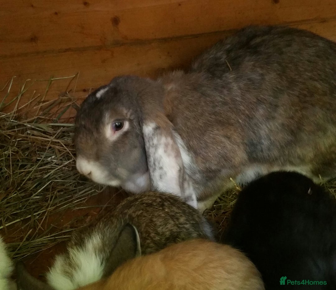 French Lop rabbits for sale: PURE Giant French Lops - Vaccinated - RESERVE - Image 17