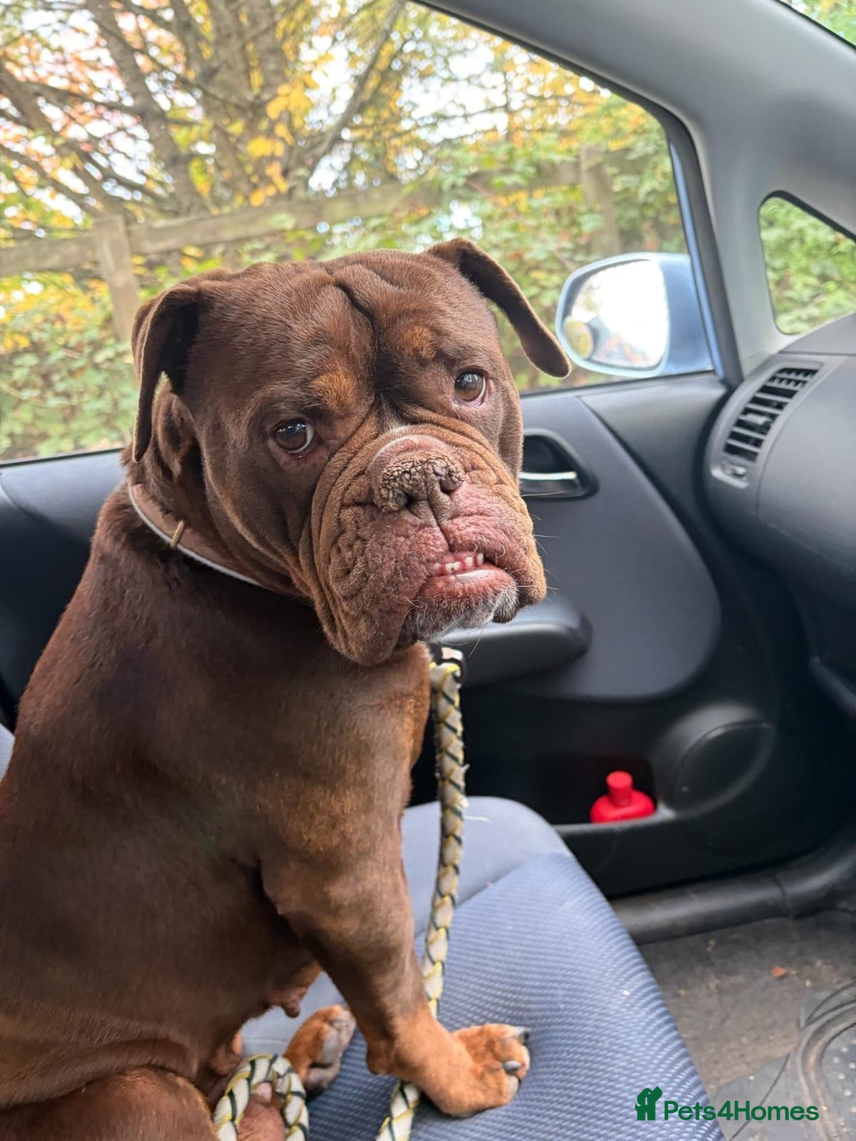 Mixed Breed dogs ❤️🐶 KINDER – A LOYAL, LOVING GIRL - Advert 1