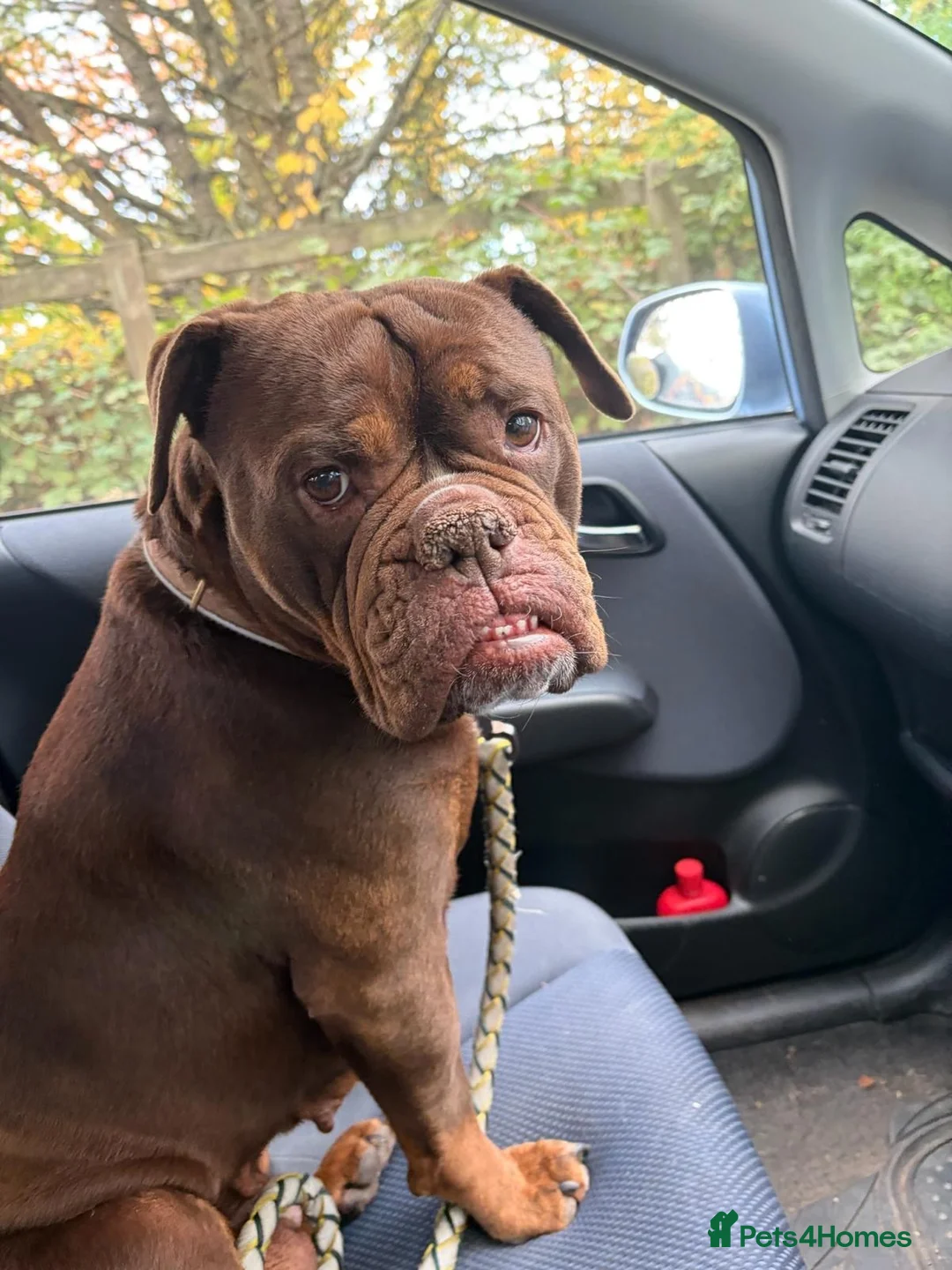 Mixed Breed dogs for adoption: ❤️KINDER❤️ A LOYAL LOVING GIRL(Old Tyme Bulldog) - Advert 1