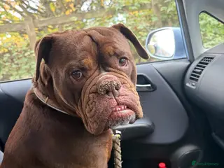 Mixed Breed dogs ❤️KINDER❤️ A LOYAL LOVING GIRL(Old Tyme Bulldog) - Advert 1