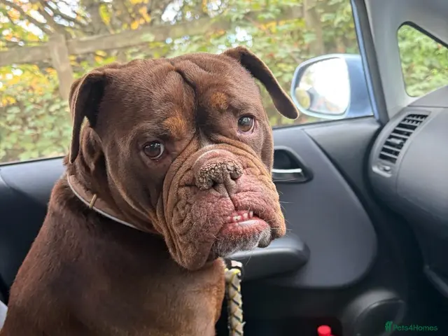 Mixed Breed dogs ❤️KINDER❤️ A LOYAL LOVING GIRL(Old Tyme Bulldog) - Advert 14