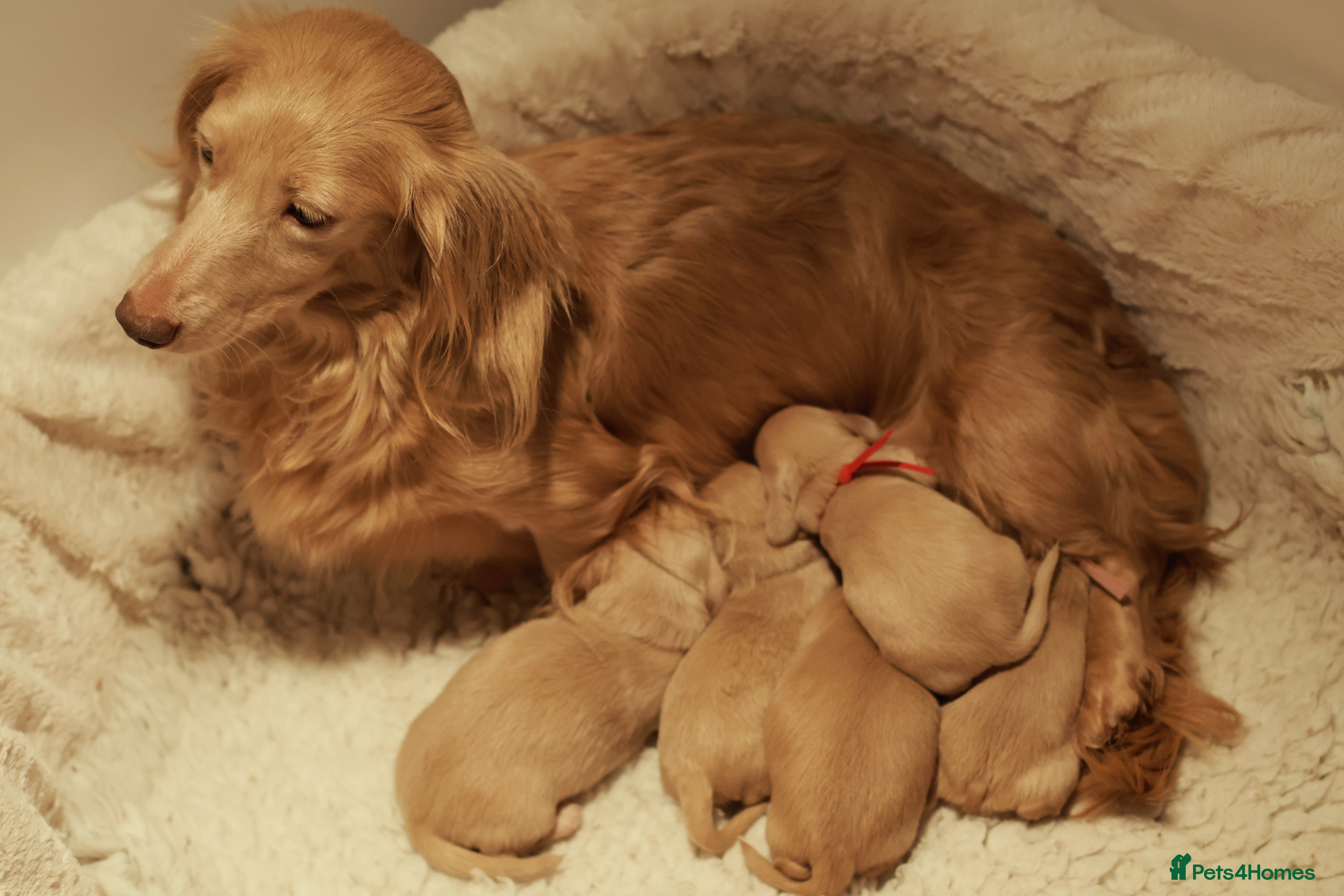 Miniature Dachshund dogs 5*Licensed+CREAMLONGHAIR+KCreg+PRACLEAR+Vetchecked - Advert 1