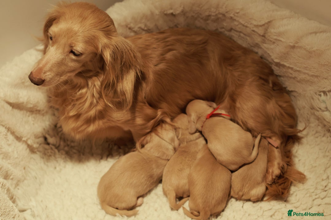 Miniature Dachshund dogs for sale: 5*Licensed+CREAMLONGHAIR+KCreg+PRACLEAR+Vetchecked - Advert 1