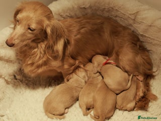 Miniature Dachshund dogs 5*Licensed+CREAMLONGHAIR+KCreg+PRACLEAR+Vetchecked - Advert 1