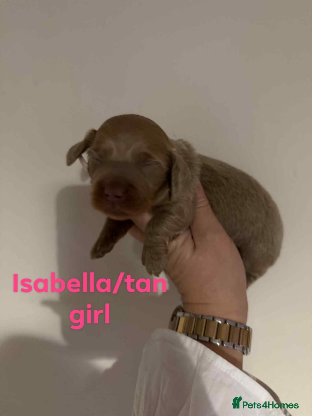 Miniature Dachshund dogs for sale: Stunning Miniature Dachshund kc reg READY NOW 🎄🎄 - Advert 14