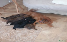 Cavapoo dogs for sale: Cavapoo puppies 8 weeks old ready to leave now - Image 7