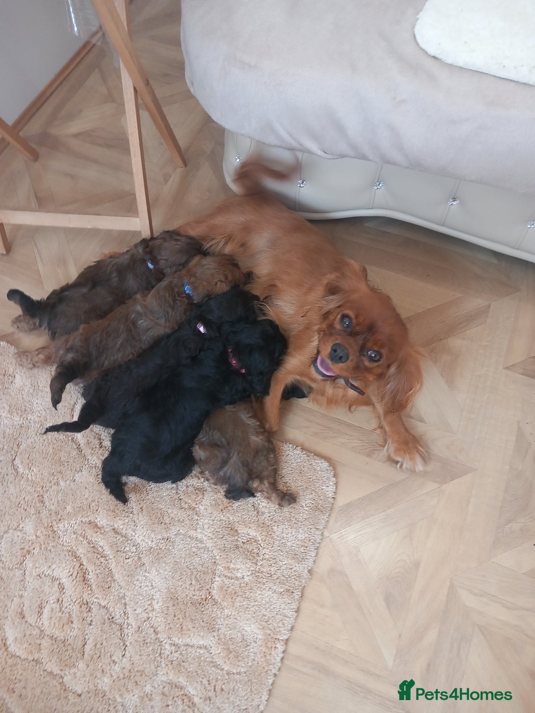Cavapoo dogs for sale: Cavapoo puppies 8 weeks old ready to leave now - Image 7