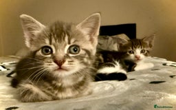 Mixed Breed cats for sale: 4 gorgeous tabby kittens - Image 26
