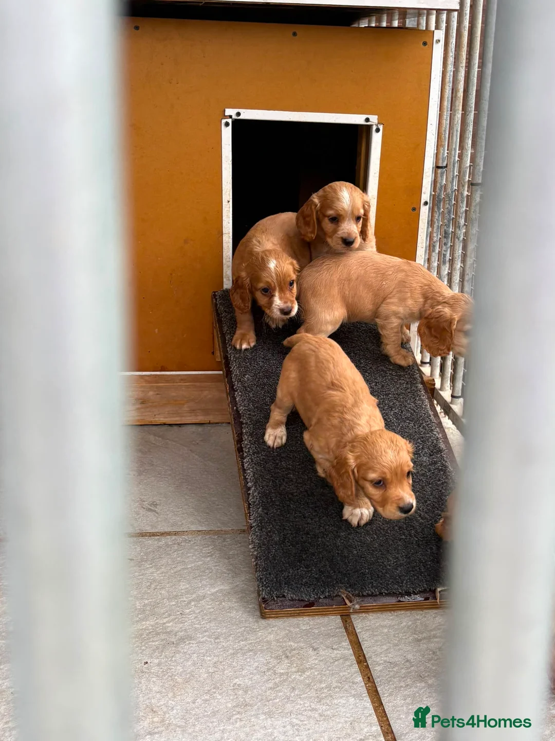 Cocker Spaniel dogs for sale: Working Cocker Spaniels - Advert 1