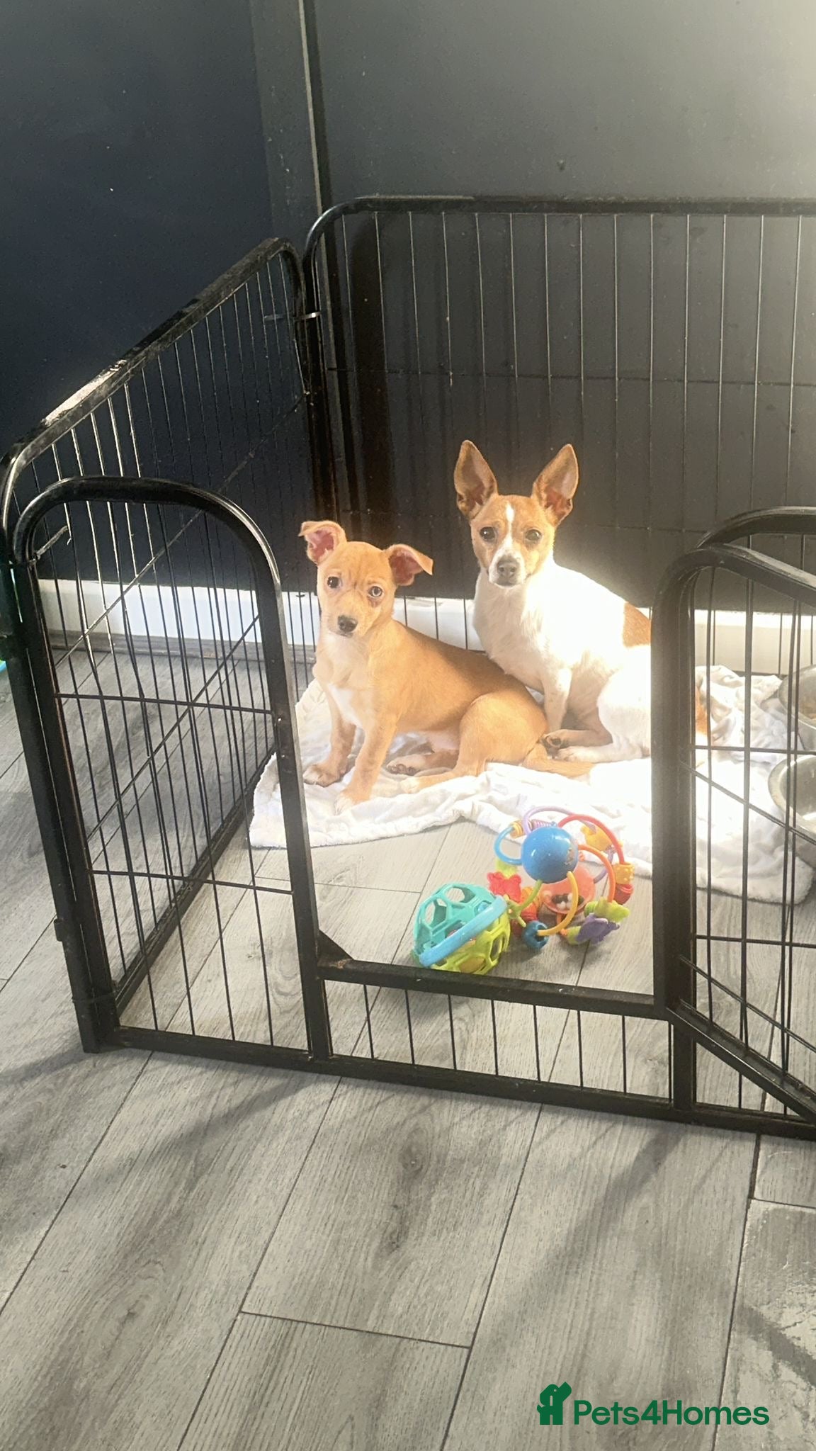 Mixed Breed dogs Light brown girl left to find her forever home - Advert 7