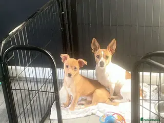 Mixed Breed dogs Light brown girl left to find her forever home - Advert 7