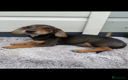 Mixed Breed dogs for sale: Dachshund x jack Russell  - Image 5
