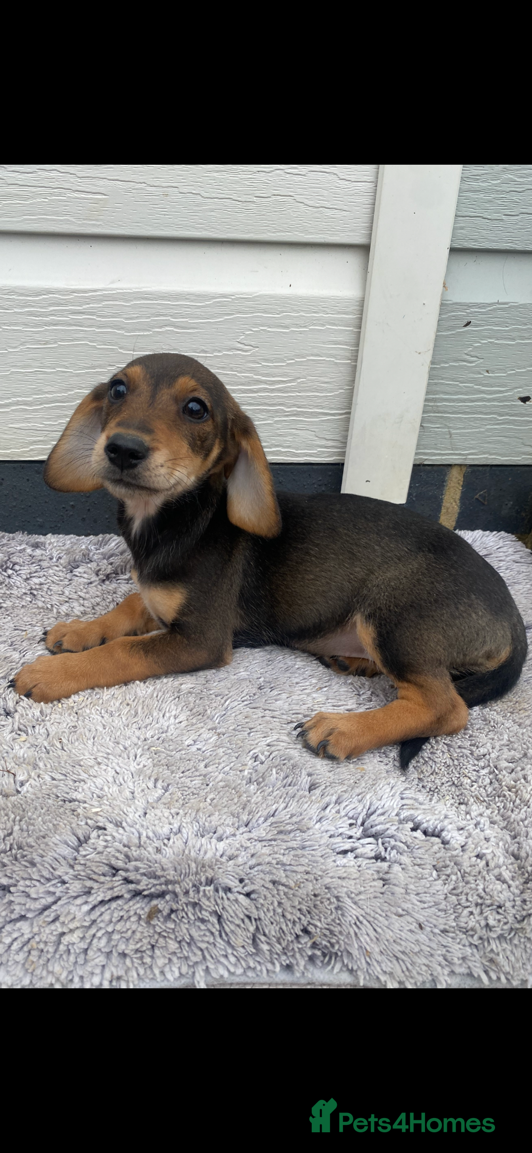 Mixed Breed dogs for sale: Dachshund x jack Russell  - Image 5