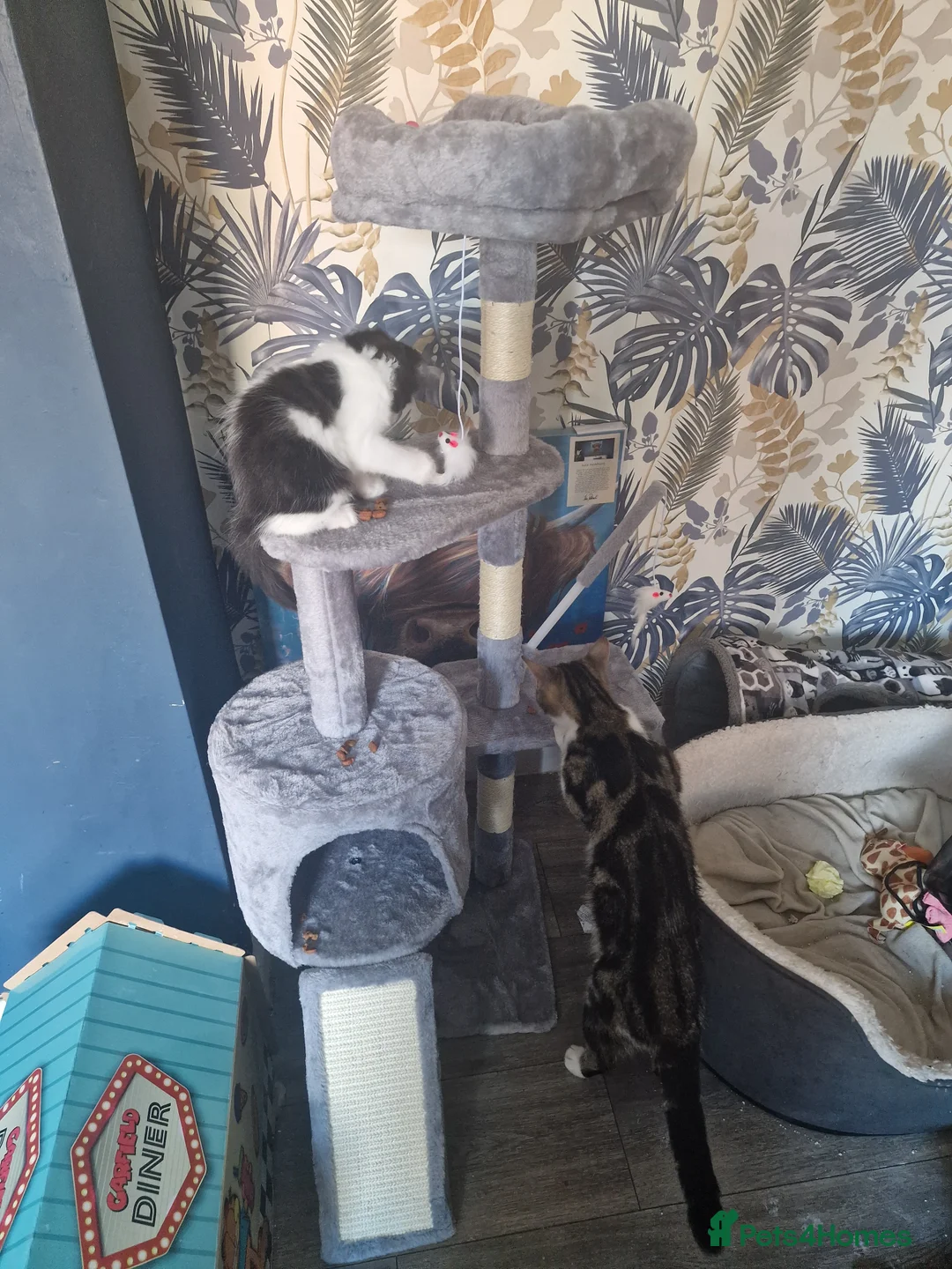 Mixed Breed cats for sale: Male kitten - Advert 11