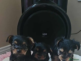 Yorkshire Terrier dogs for sale - Advert 1